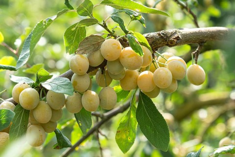 Mirabelle plum (Prunus domestica MIRABELLE VON NANCY),  Germany