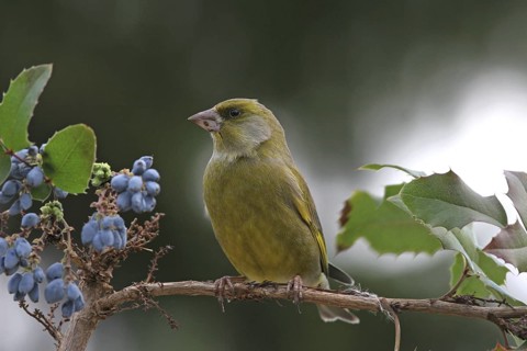 European Greenfinch (Chloris chloris), Baden-Wuerttemberg, Germany