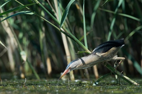 Little Bittern (Ixobrychus minutus) foraging, Bulgaria