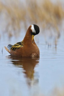 Red Phalarope (Phalaropus fulicarius), Alaska, USA