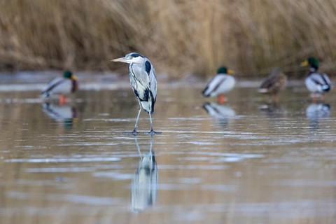 Grey heron (Ardea cinerea) Germany