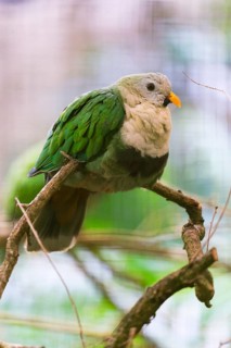 Black-chinned Fruit Dove (Ptilinopus leclancheri), adult bird perched on a branch, native to the