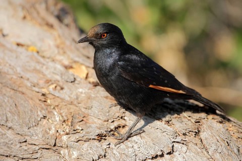 Pale-winged Starling (Onychognathus nabouroup), Namibia