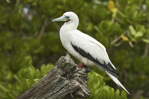 Red-footed Booby (Sula sula), Hawaii, USA