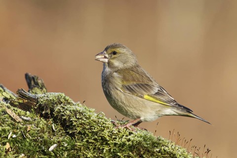 European Greenfinch (Chloris chloris), Baden-Wuerttemberg, Germany
