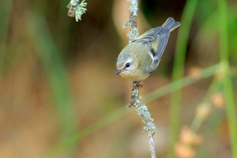 Common Firecrest (Regulus ignicapilla) juvenile perched on a branch, Andalusia, Spain