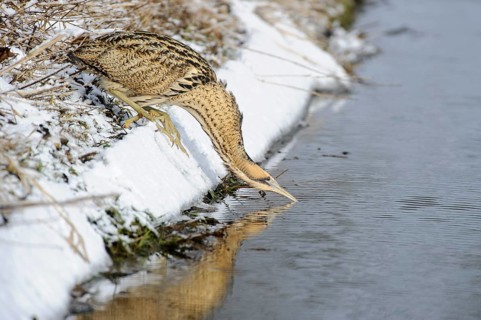 Eurasian Bittern (Botaurus stellaris) foraging, Lower Saxony, Germany
