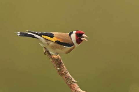 European Goldfinch (Carduelis carduelis) singing, Germany
