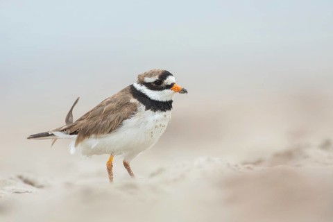 Common Ringed Plover (Charadrius hiaticula), Schleswig-Holstein, Germany