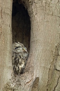 Tawny Owl (Strix aluco) peering out from hole in tree, North Rhine-Westphalia, Germany