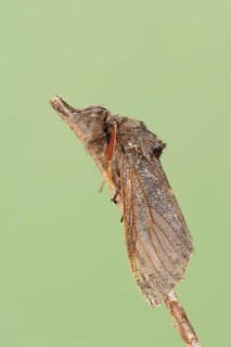Pale tussock (Calliteara pudibunda), male, North Rhine-Westphalia, Germany