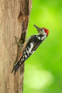 Middle Spotted Woodpecker (Dendrocoptes medius) with feed at breeding cavity, Saxony, Germany