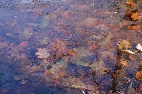 Frozen lake with autumn leaves, winter, Germany