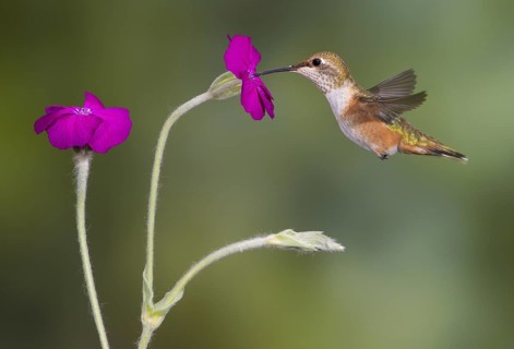 Rufous Hummingbird Female (Selasphorus rufus) - (Selasphorus rufus) - Victoria BC, Canada