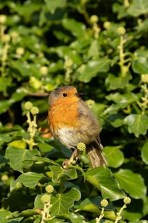 European robin (Erithacus rubecula) adult garden bird on an Ivy (Hedera helix) plant, Suffolk,