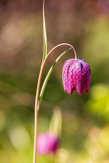 Close up at a Snake's head fritillary (Fritillaria meleagris) flower a sunny day on a meadow