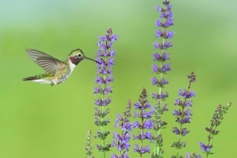 Broad-tailed Hummingbird (Selasphorus platycercus) male flying, Colorado, USA