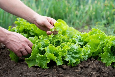 Hands carefully picking fresh green lettuce leaves in a thriving vegetable garden. The vibrant