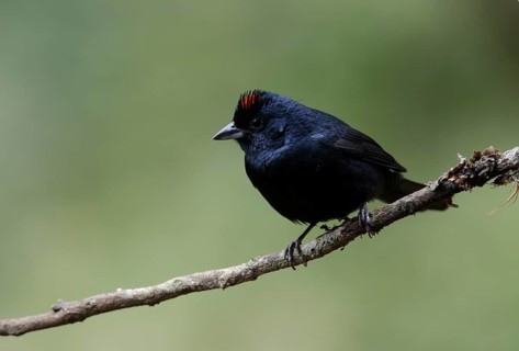 Ruby-crowned Tanager (Tachyphonus coronatus) male perched on a branch, Atlantic rainforest, Brazil