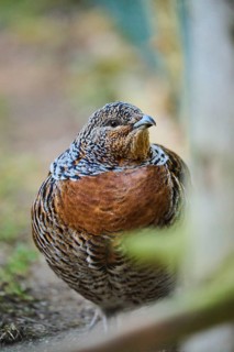 Western capercaillie (Tetrao urogallus) female (hen) portrait, Bavaria, Germany