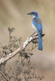 Island Scrub Jay (Aphelocoma insularis), California, USA