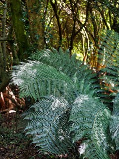 Fern fronds in the undergrowth, Lost Gardens of Heligan, Cornwall, England, Great Britain