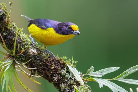Violaceous Euphonia (Euphonia violacea) perched on a branch in the Atlantic rainforest of southeast