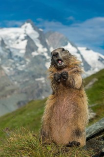 Alpine Marmot (Marmota marmota) adult in alpine landscape, High Tauern National Park, Carinthia,