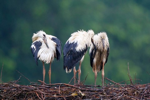 White Stork (Ciconia ciconia) with juveniles in nest after a heavy rain shower, North