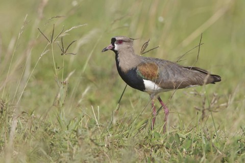 Southern Lapwing (Vanellus chilensis) perched on the ground in Bolivia, South America