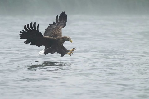 White-tailed Eagle (Haliaeetus albicilla) striking at fish, Mecklenburg-Western Pomerania, Germany