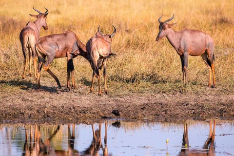 Africa, Botswana, antelope, lyrebird, Botswana