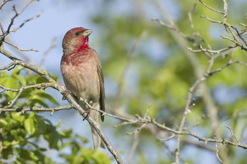 Common Rosefinch (Carpodacus erythrinus) male, Mecklenburg-Western Pomerania, Germany