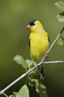 American Goldfinch (Spinus tristis) male, Ontario, Canada
