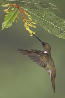 Brown Inca (Coeligena wilsoni), Ecuador