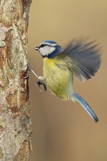 Eurasian Blue Tit (Cyanistes caeruleus), Saxony-Anhalt, Germany