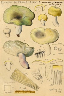 Mushroom, mushrooms, white-stemmed peach russula, Russula citrina, authentic reproduction of an