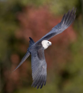 Swallow-tailed Kite (Elanoides forficatus) flying, Florida, USA