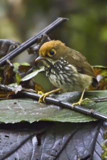 Peruvian Antpitta (Grallaricula peruviana), Ecuador