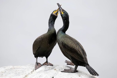 Cormorant (Gulosus aristotelis), breeding pair during mating, Hornøya Island, Vardø, Varanger,