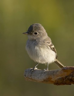 Gray Flycatcher (Empidonax wrightii) in central Oregon