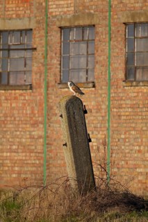 Barn owl (Tyto alba) adult bird on a fence post in front of a building, Norfolk, England, United