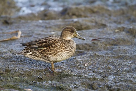Eurasian Teal (Anas crecca) female, Bavaria, Germany