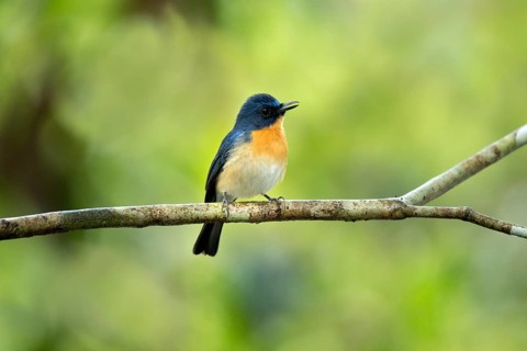 Tickell's Blue Flycatcher (Cyornis tickelliae jerdoni) male perched on a branch, Kutugala, Sri