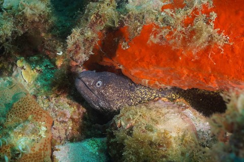 Mediterranean moray eel (Muraena helena)