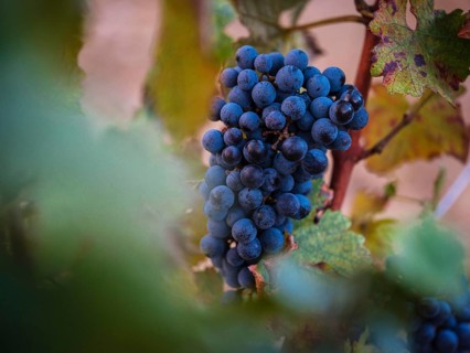 Close-up of a ripe grape cluster surrounded by vibrant green leaves, bathed in the Mediterranean