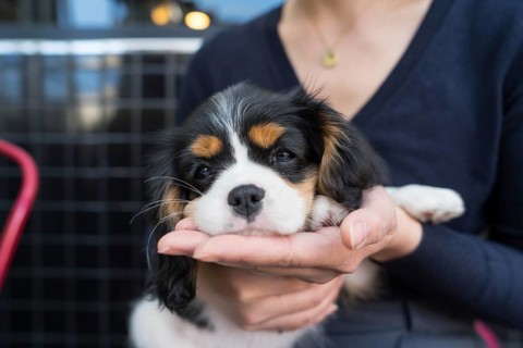 A small dog rests comfortably in its owner's hands at a cozy outdoor restaurant. The relaxed