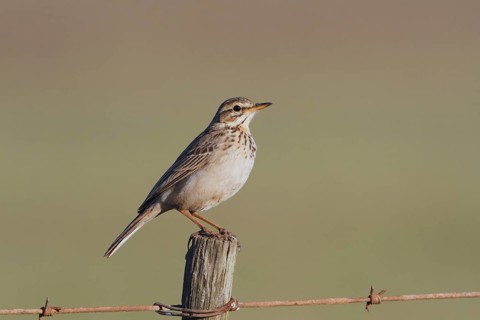 Long-billed Pipit (Anthus similis), Masai Mara, Kenya