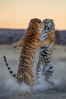 Bengal Tiger (Panthera tigris) two females fighting, captive, Philippolis, South Africa