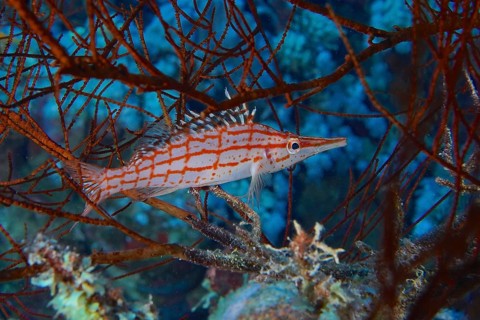 Longnose Hawkfish (Oxycirrhites typus)
